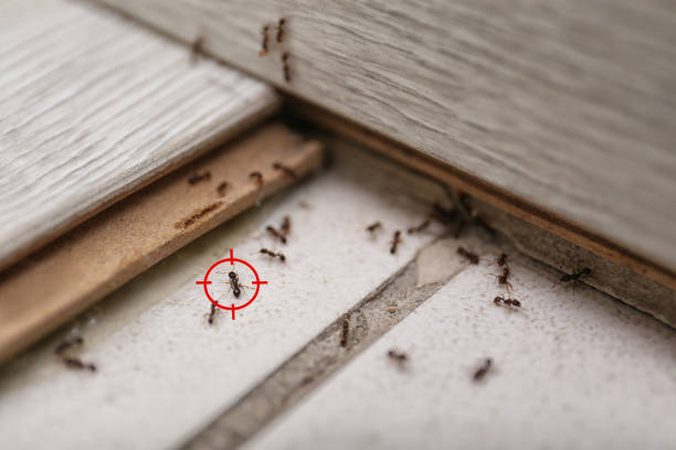Best Exterminator Services  in Summerfield, MD